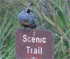 quail on sign.jpg