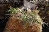 Yellow_bellied_marmot_with_food.sized.jpg