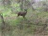 cheeseboro-deer.jpg