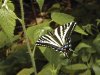 Swallowtail..jpg