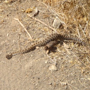 Small Rattler on Rattlesnake