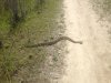 Rattler.JPG Rattler.JPG