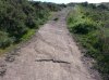 bonelli snake 1.jpg