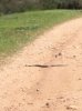 Snake 1.jpg Snake 1.jpg