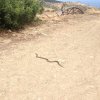 snake.jpg