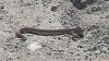 rattler.jpg