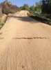 snake.jpg