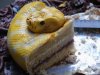 Snake-Cake.jpg Snake-Cake.jpg