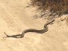 snake.jpg snake.jpg
