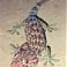 Gecko