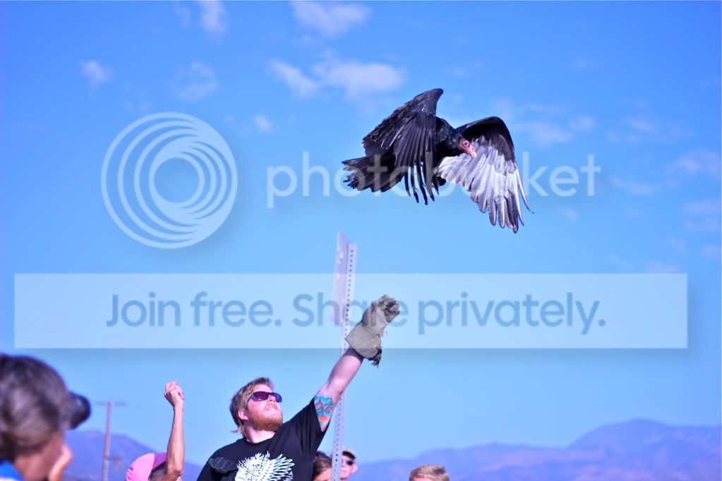 grayvulture.jpg