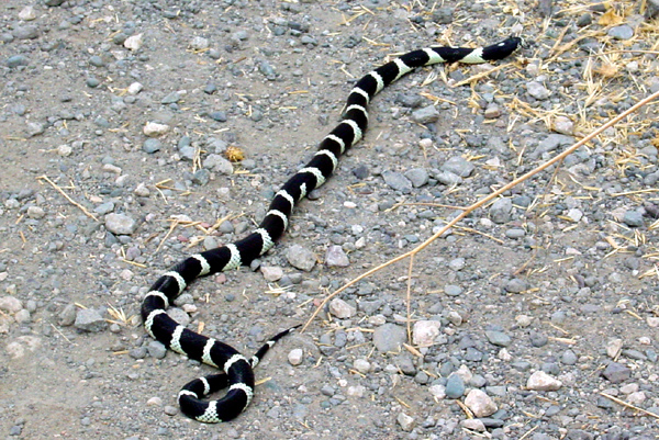 KingSnake.jpg