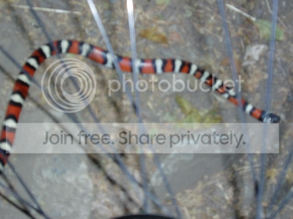 snakespokes.jpg