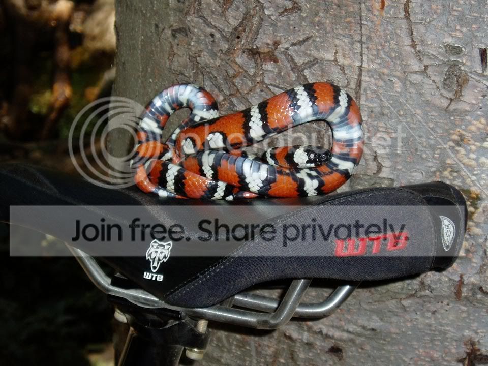 snakeonseat.jpg
